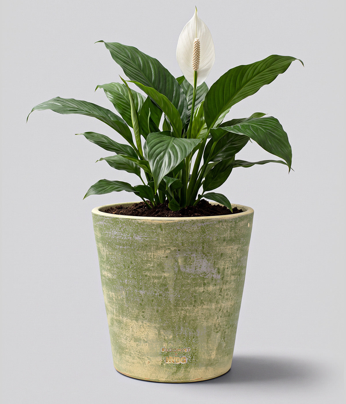 Extra-large Garden Sage terra cotta planter holding a leafy peace lily with a white bloom