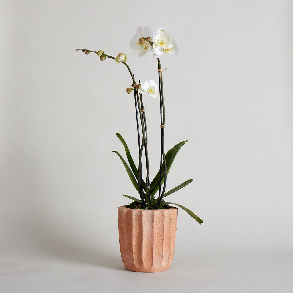 Fluted Planter - Bloomist