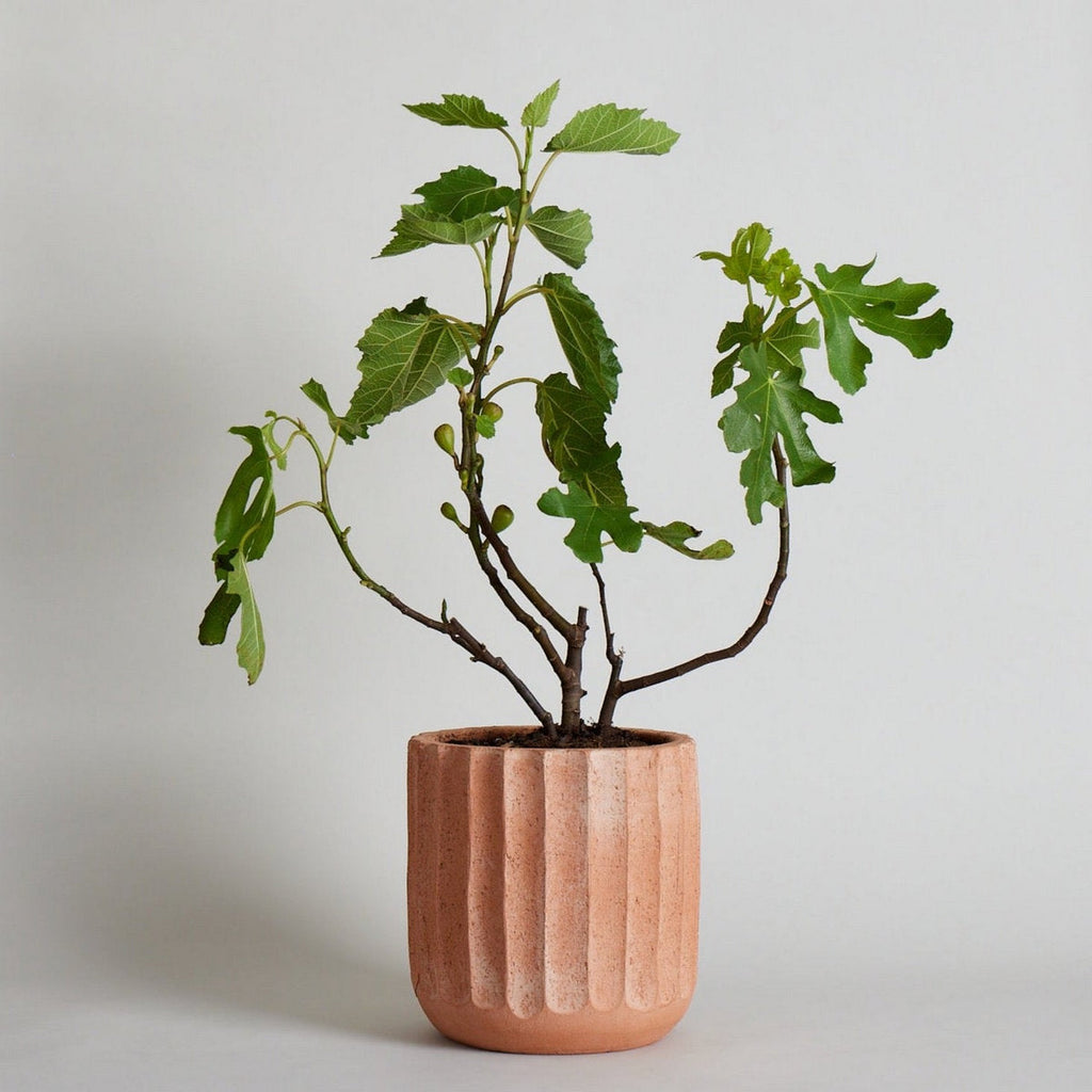 Fluted Planter - Bloomist