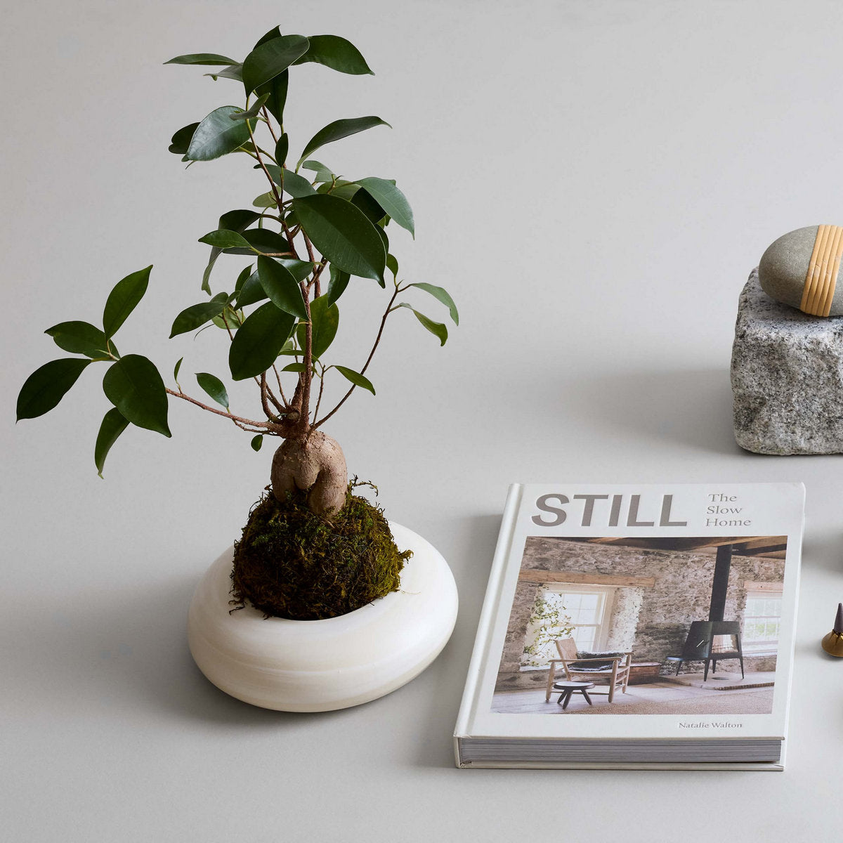 Ficus Bonsai Kokedama - Thumbnail 5