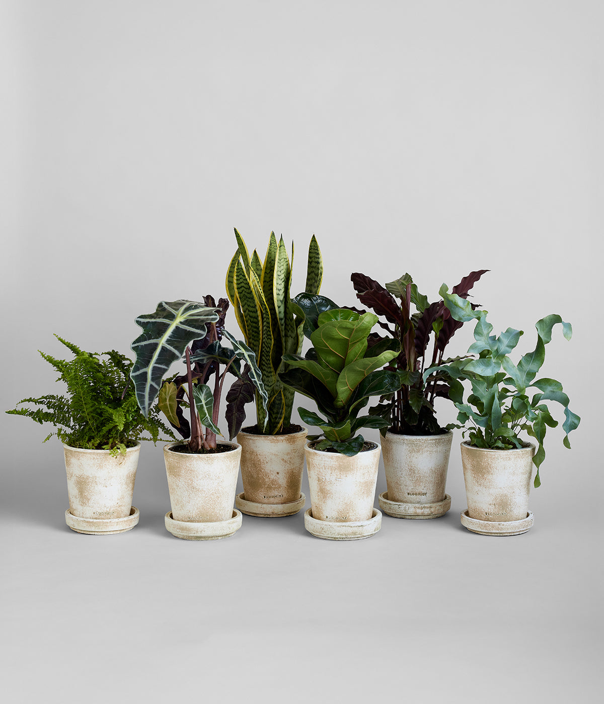 artisan plant pots White Patina Planters and Trays Bundle