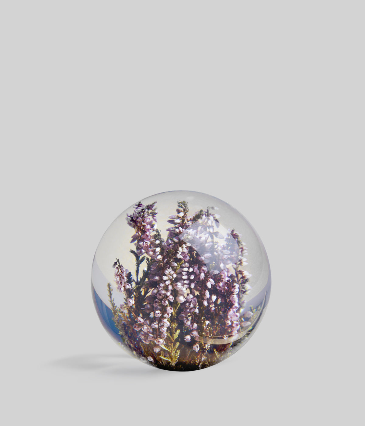 Botanical glass paperweight with preserved purple heather flowers encased inside, displayed on a light grey background