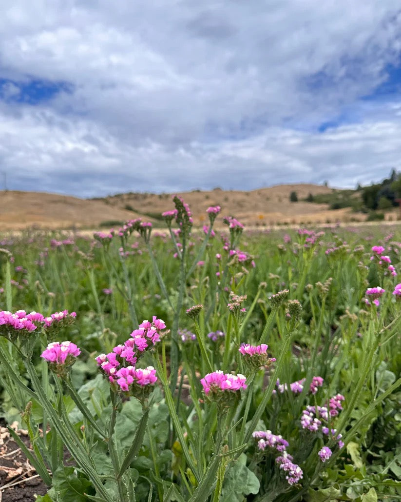 Flower field with statice and seasonal blooms grown for dried hydrangea bouquets