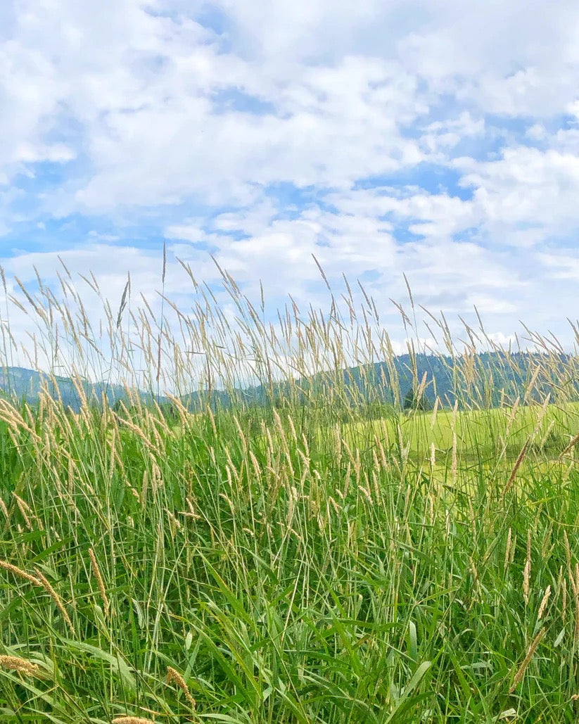 Wide view of grain fields on a USA farm where dried flowers are grown and harvested