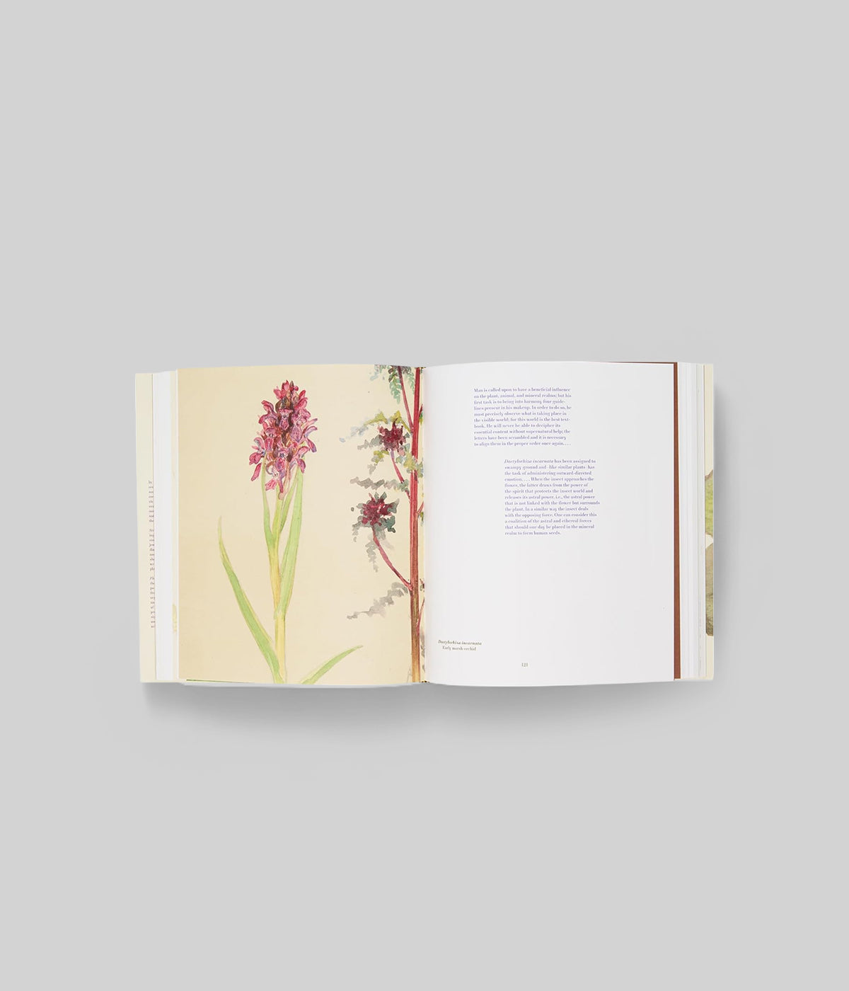 MoMA Art Book on Abstract Botanical Drawings