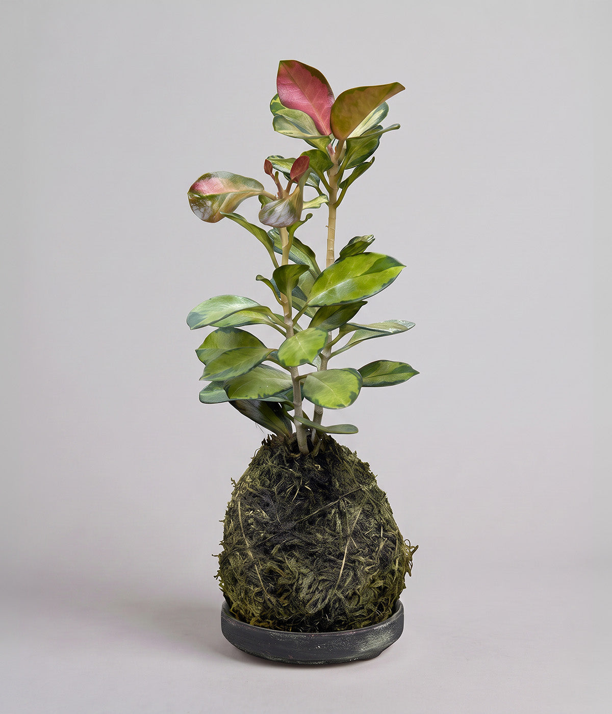 Hoya Lisa kokedama on small gray patina tray