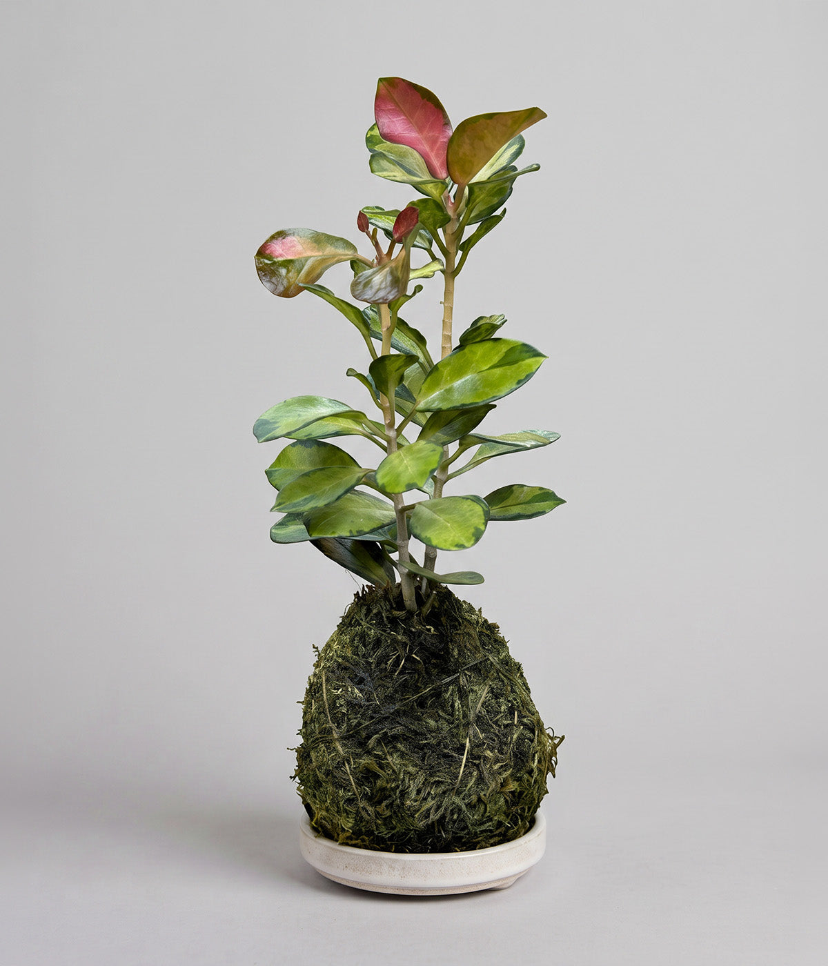 Hoya australis Lisa kokedama on small white patina tray