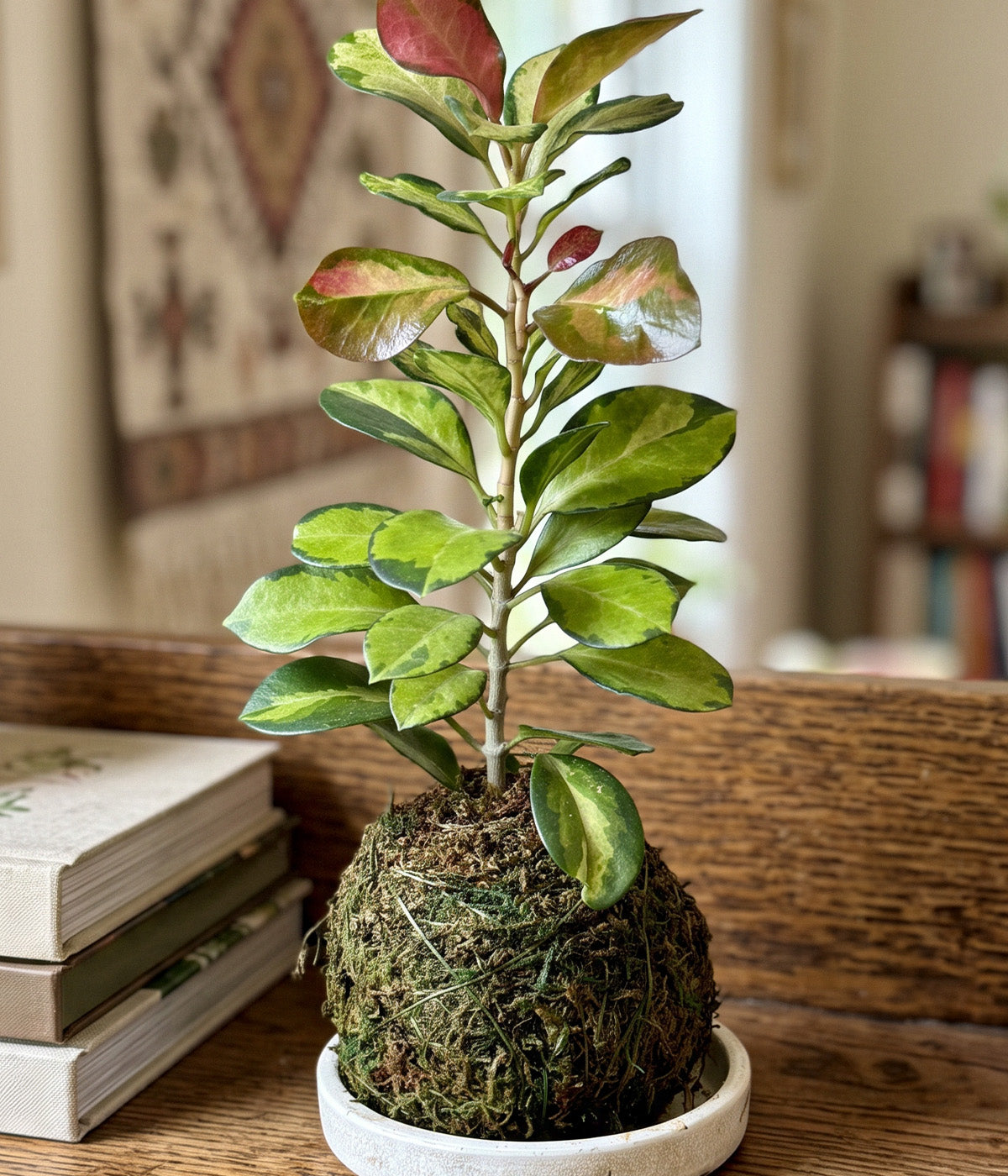 Variegated Hoya australis Lisa with pink new leaves and moss ball