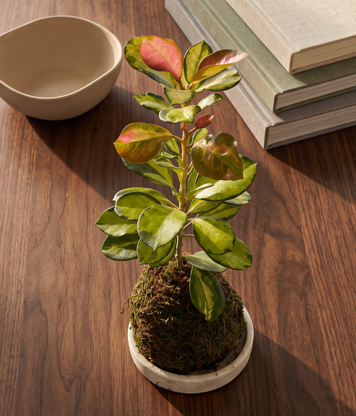 Hoya Lisa kokedama with pink new growth on a wood table
