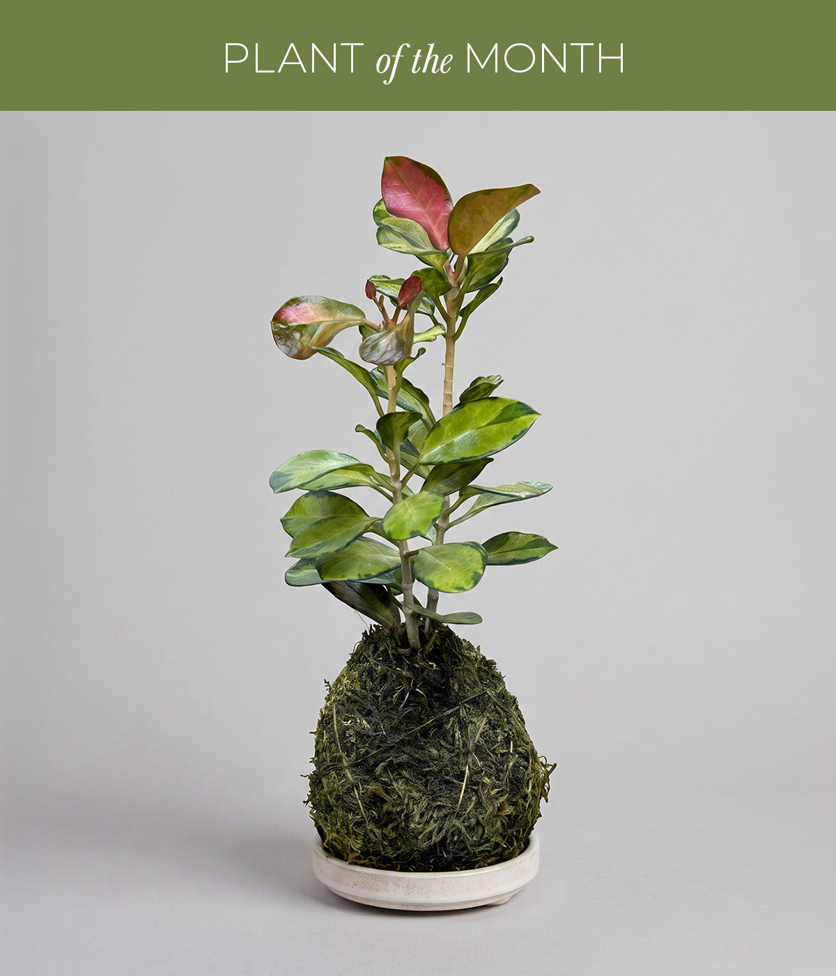 Hoya australis Lisa kokedama with variegated green, cream and pink foliage