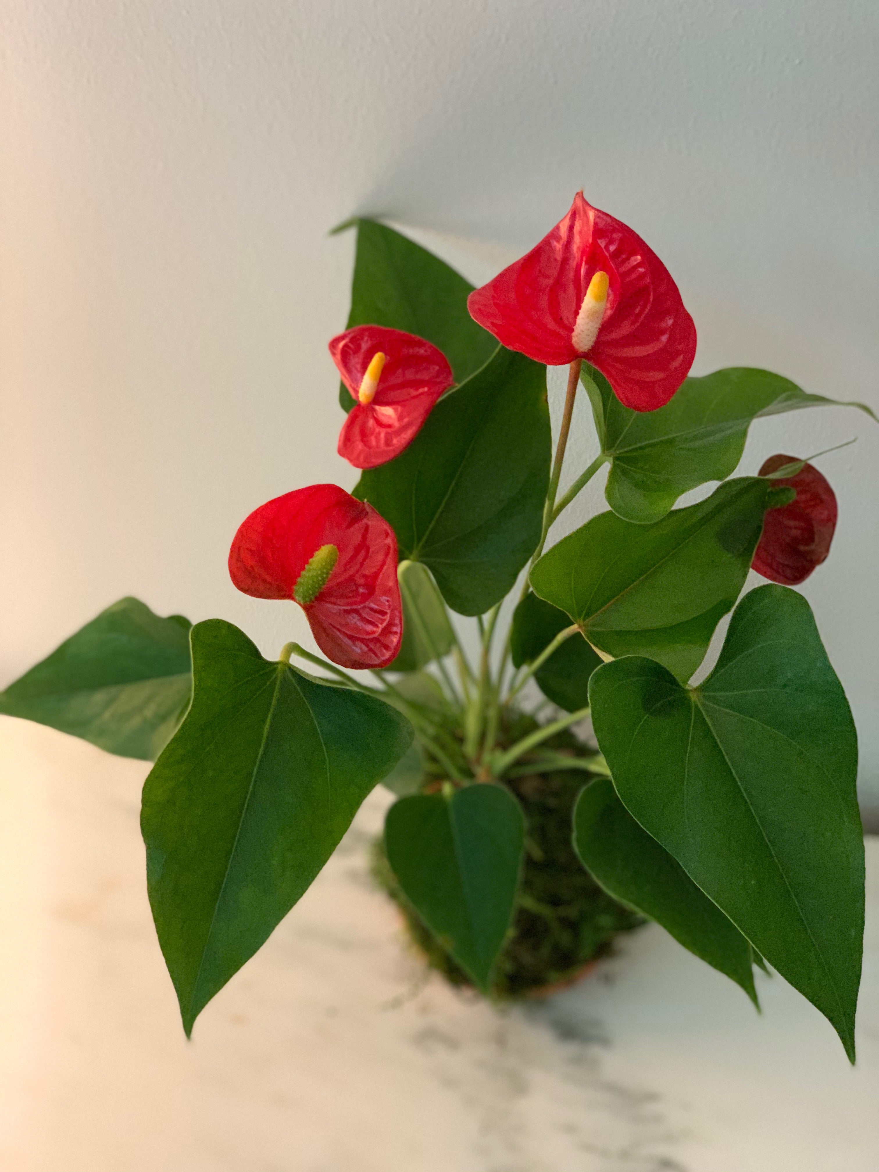 Red Anthurium Kokedama