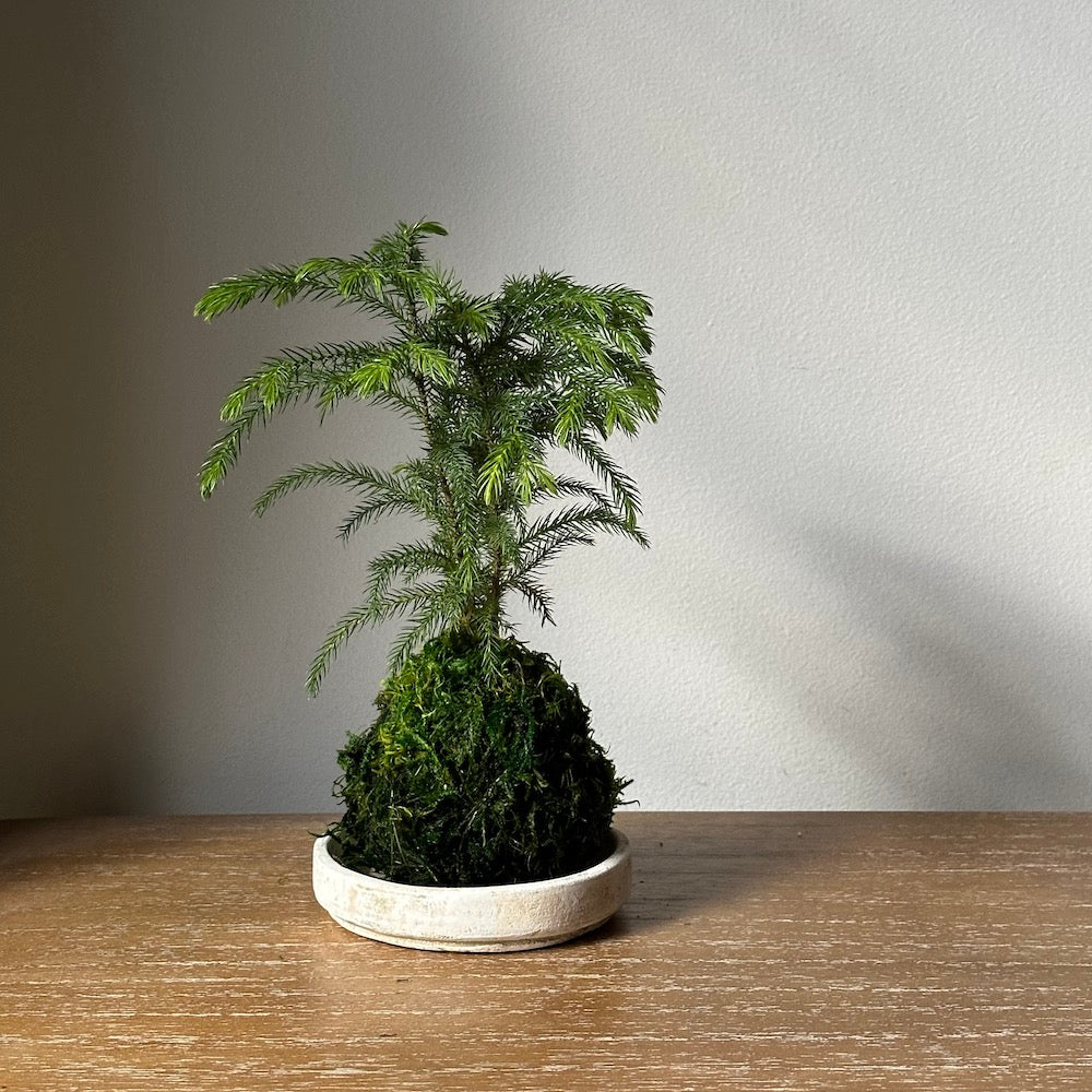 Norfolk Pine Kokedama - Bloomist