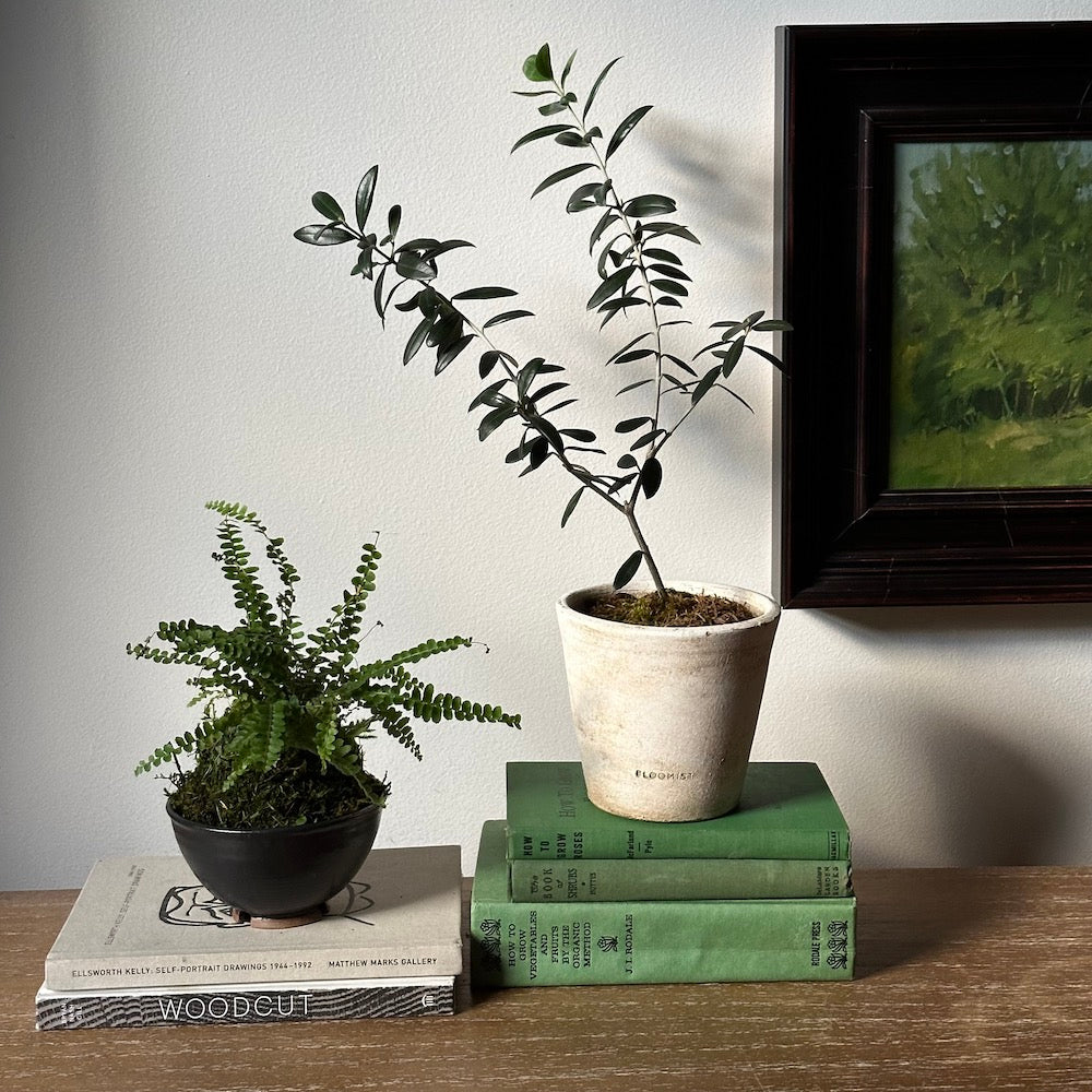 Olive Tree, Potted - Bloomist