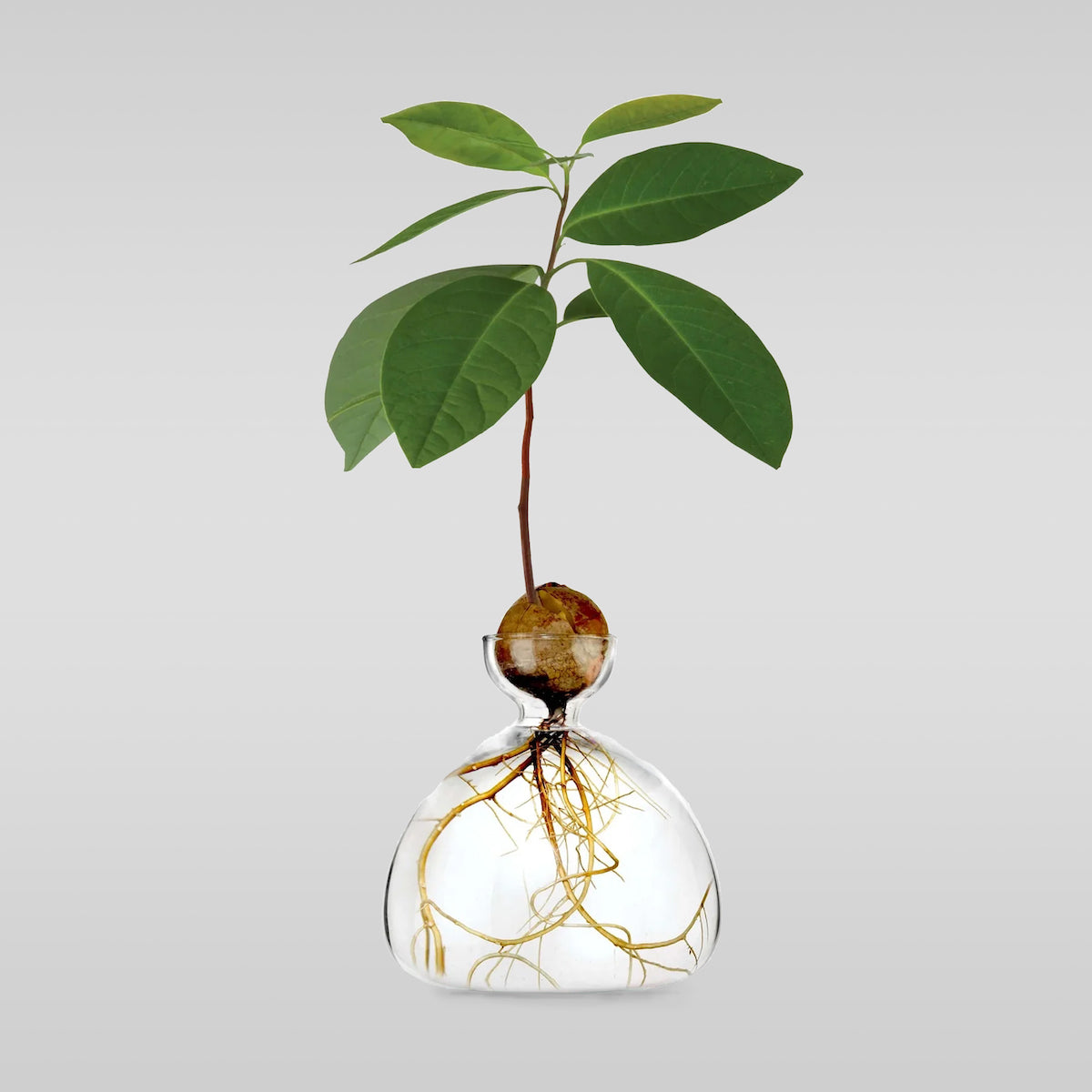 Avocado Vase