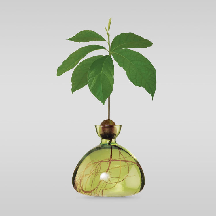Avocado Vase - Bloomist