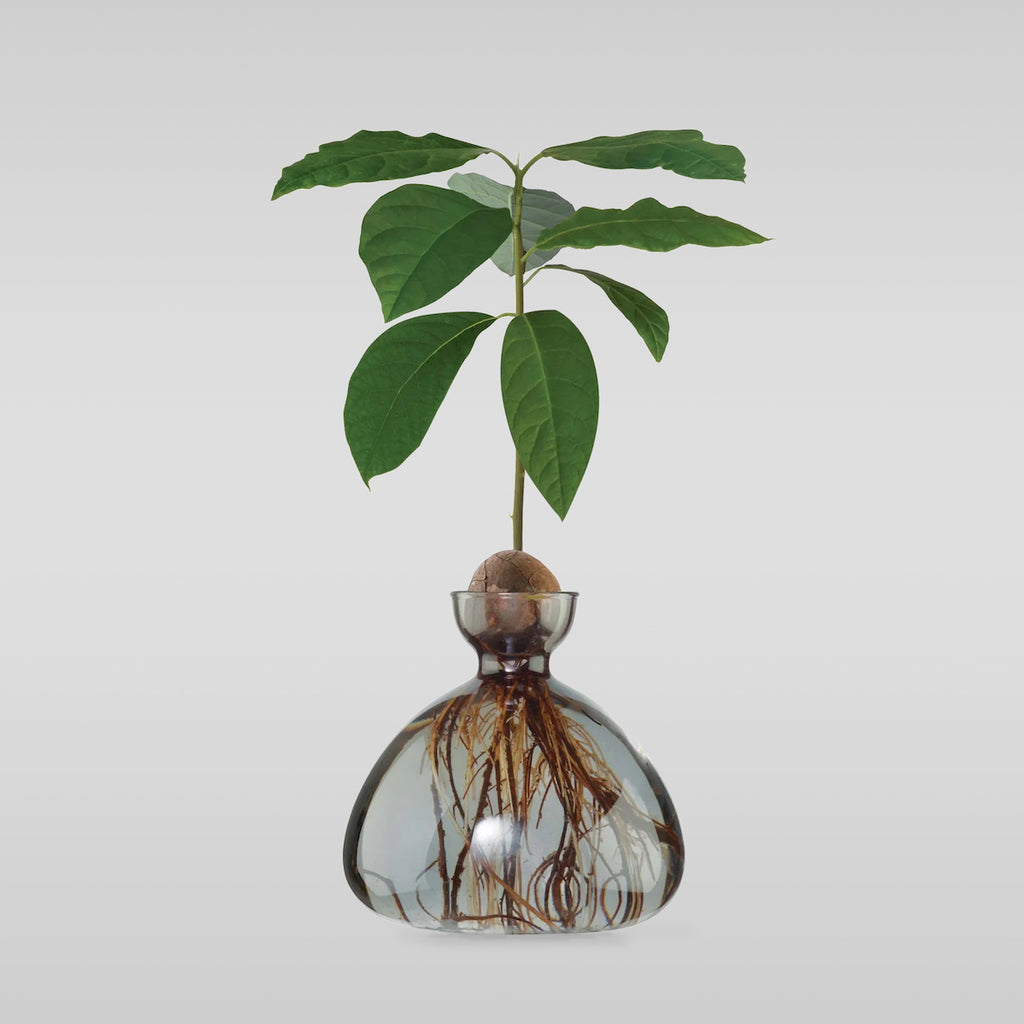 Avocado Vase - Bloomist