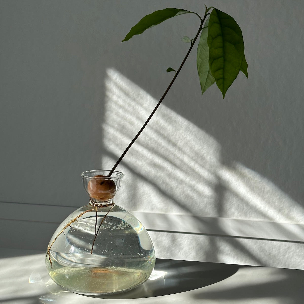 Avocado Vase - Bloomist