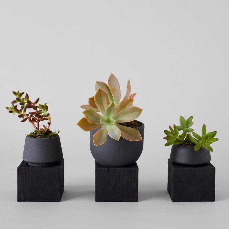 Jikoku Mussel Pot with Charcoal Wood Base - Bloomist