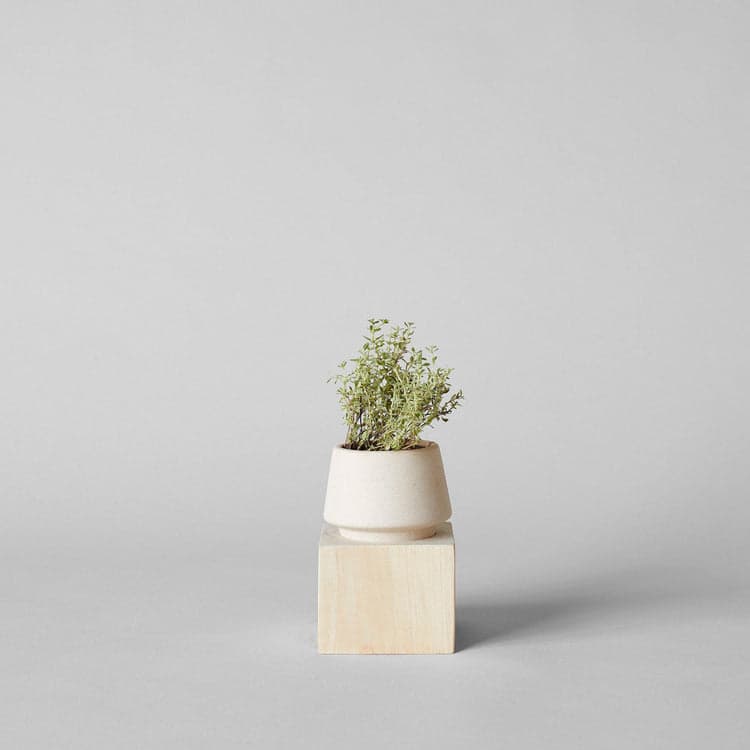 Jikoku Shell Pot With Pale Wood Base - Bloomist