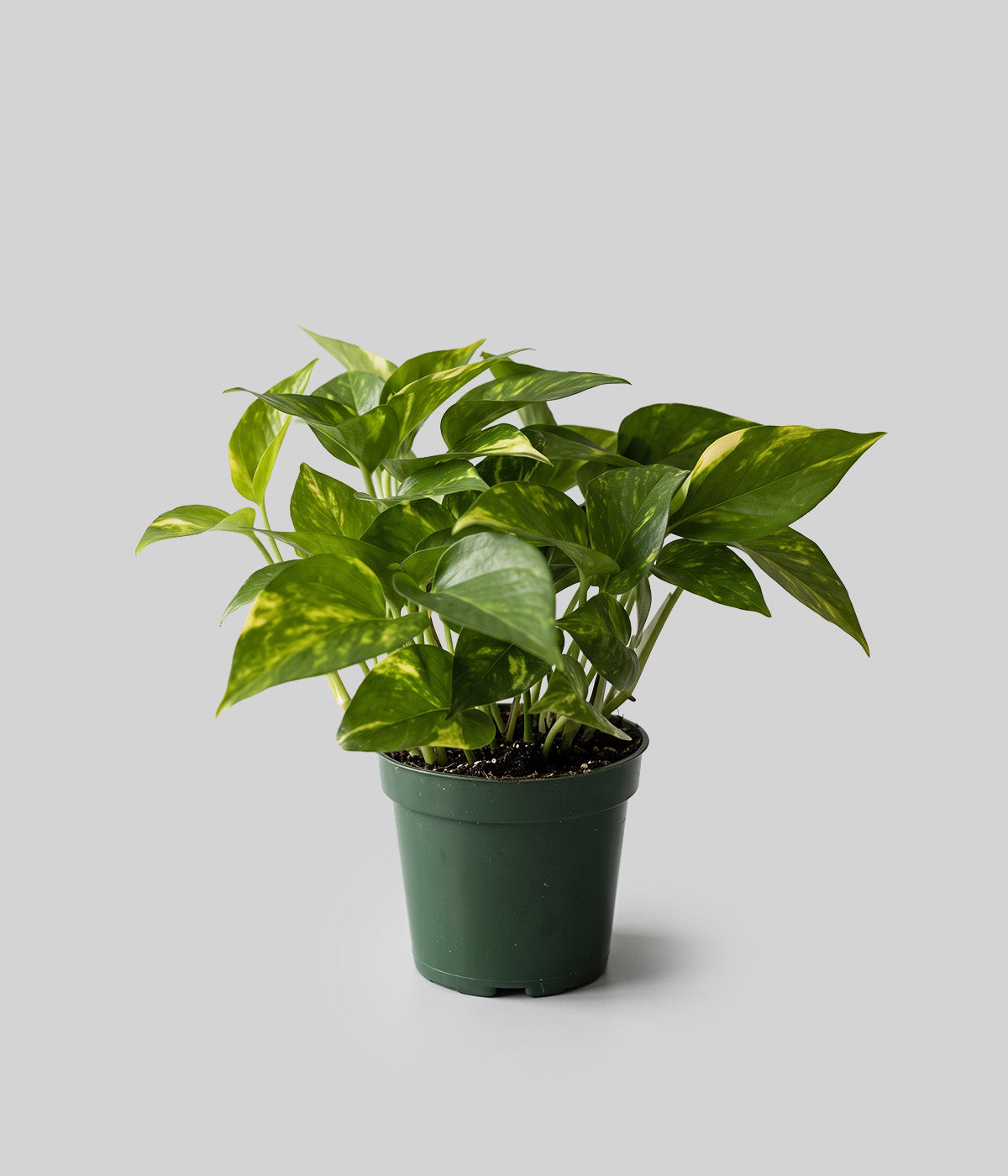 DIY Kokedama Kit