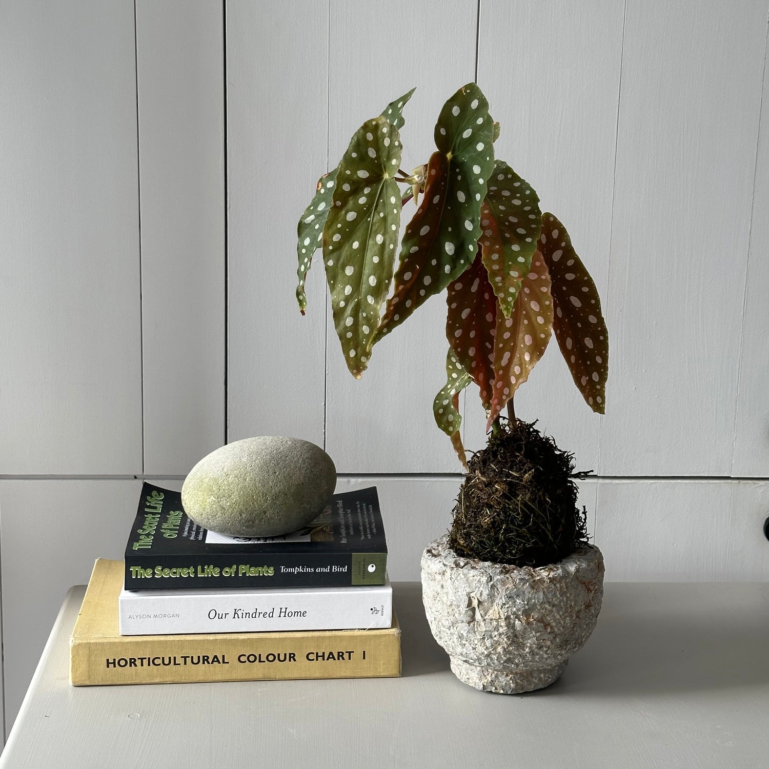 Stone bowl planter for kokedamas, succulents, and small plants