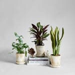 Leaf Supply: A Guide to Keeping Happy Houseplants - Bloomist