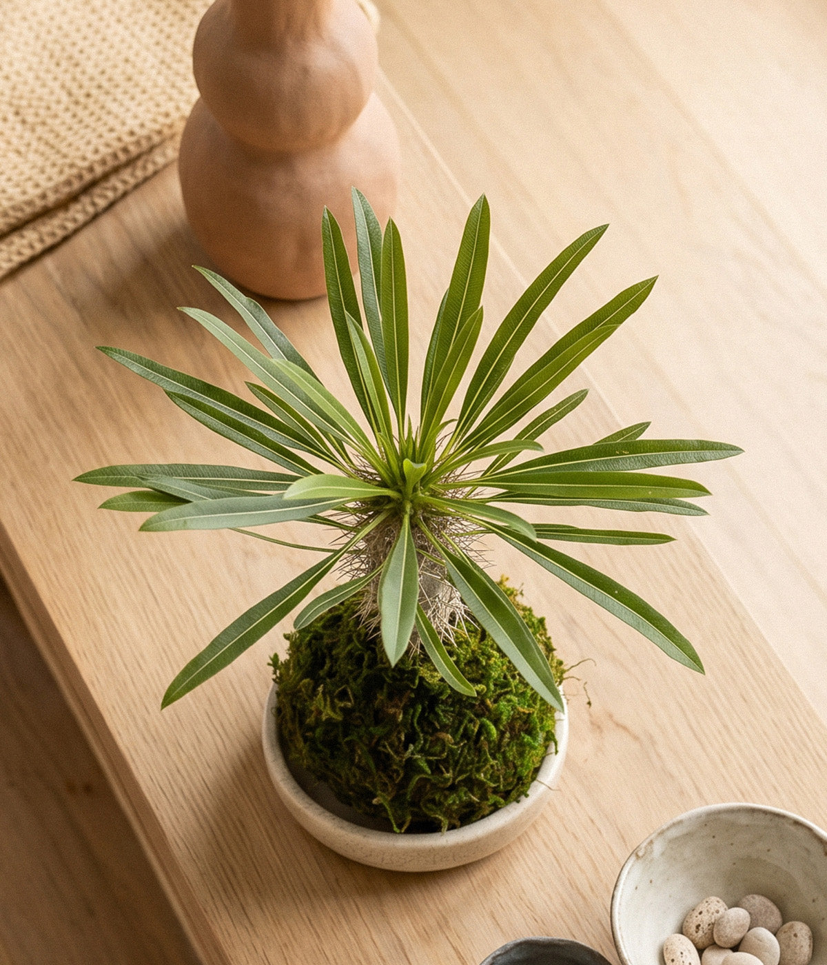  madagascar palm succulent