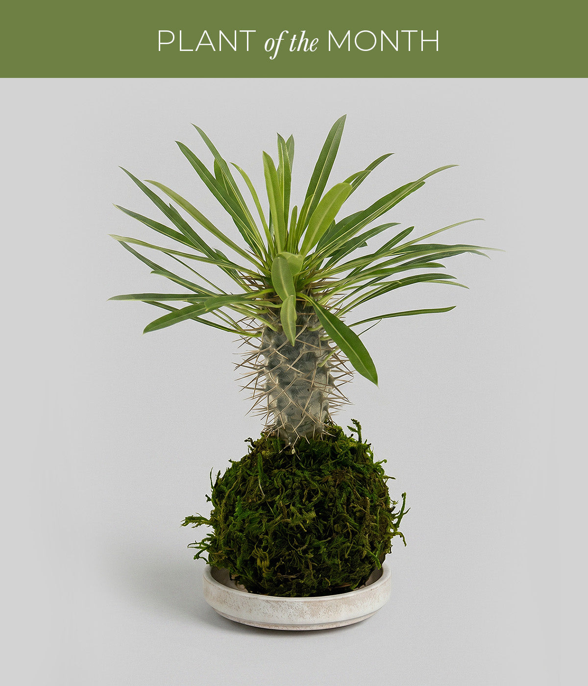 madagascar palm