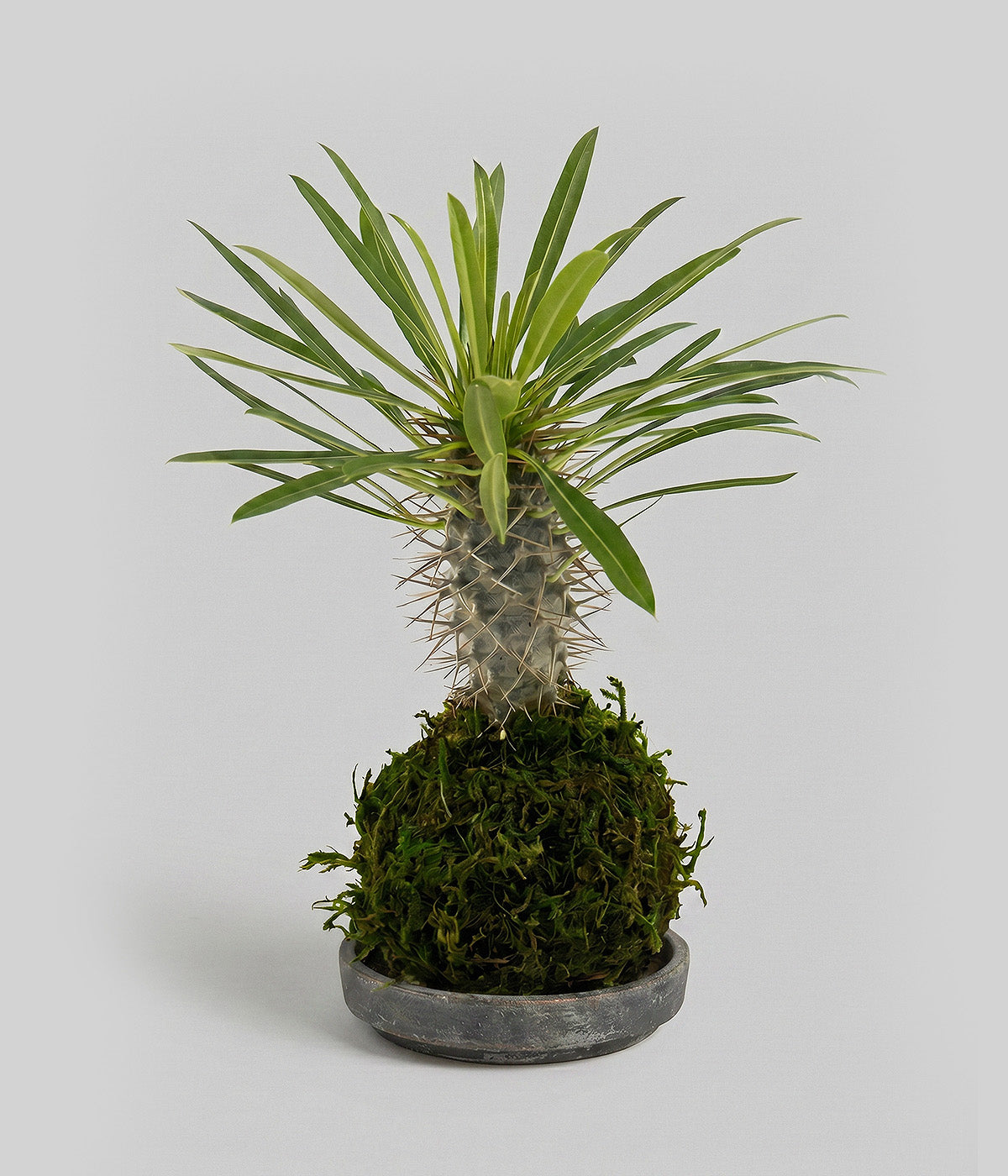Madagascar palm plant 