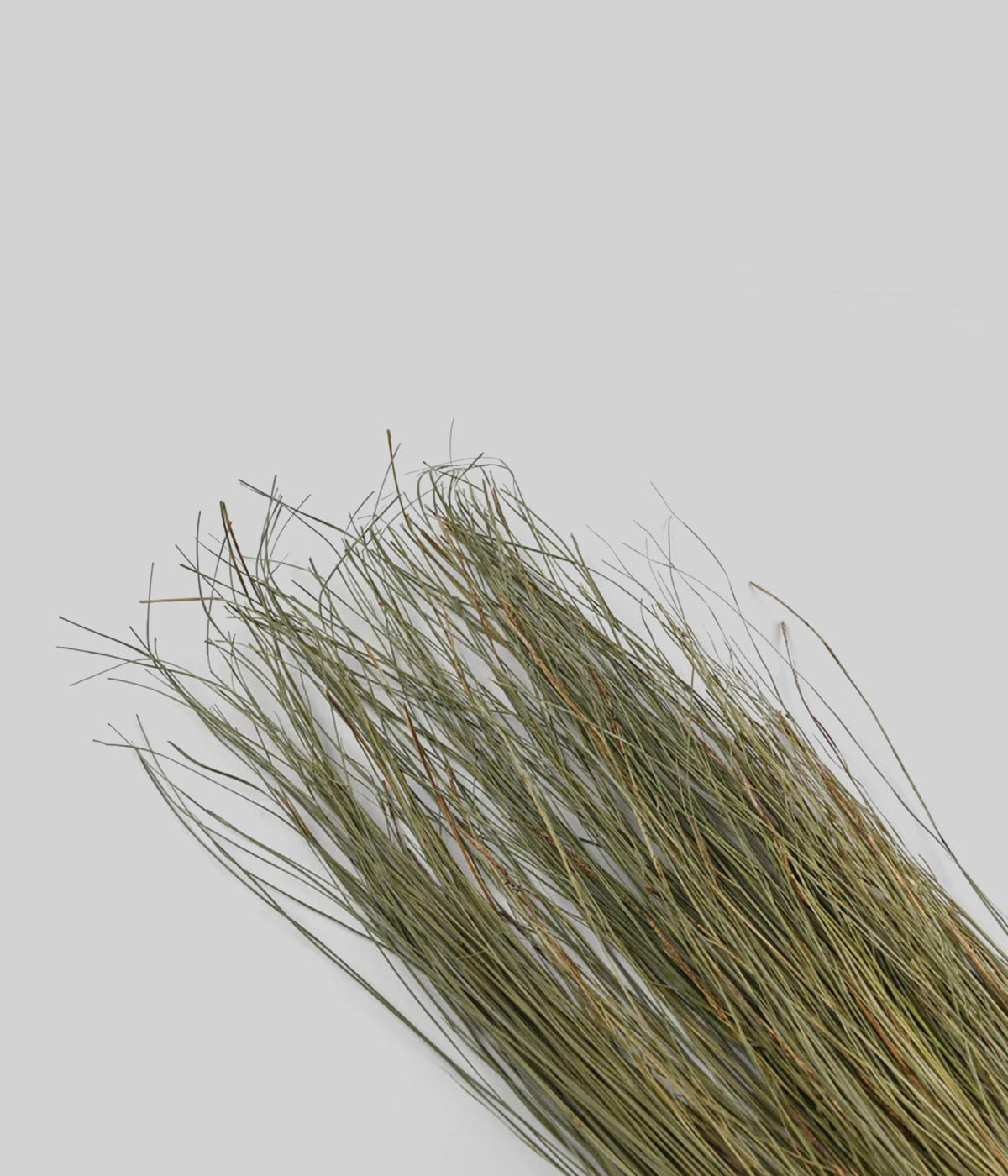 Tall dried grass bunch measuring approximately 36 to 40 inches