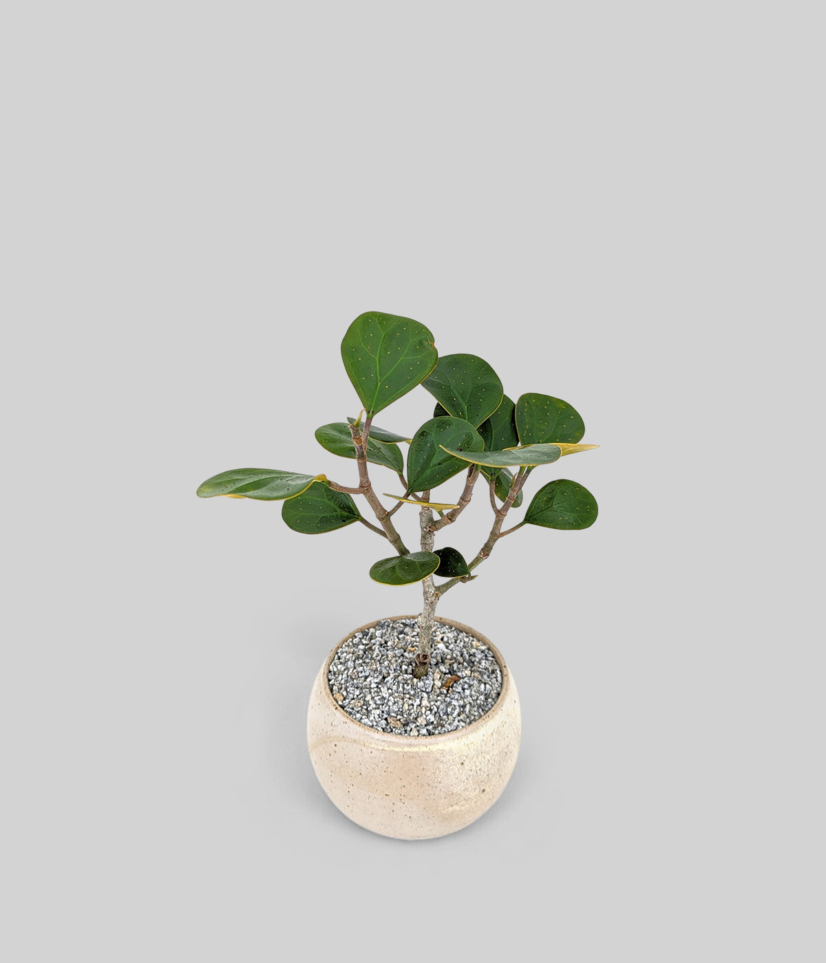 mistletoe fig bonsai with shiny green leaves in a white vessel