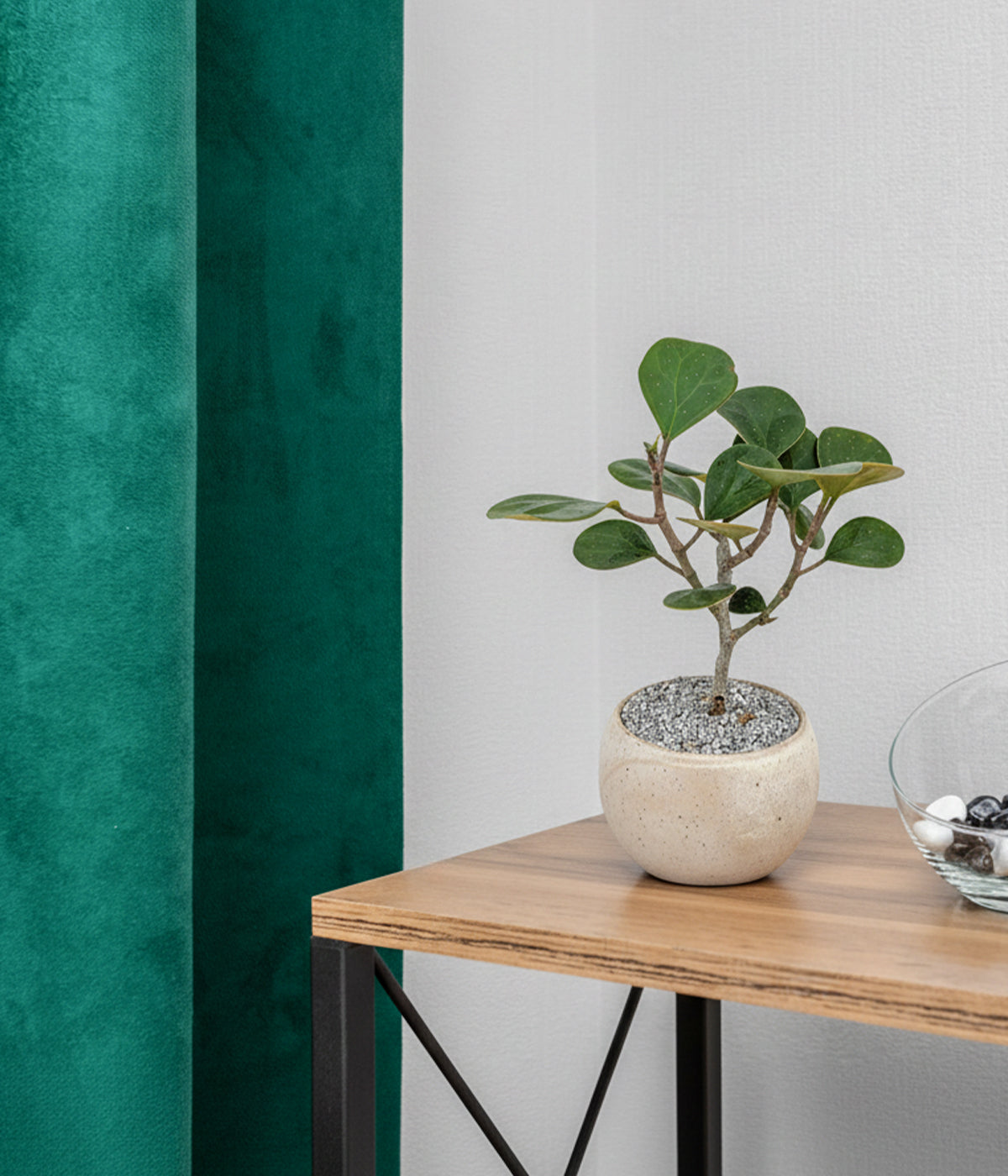 live indoor bonsai tree in speckled white pot for shelves, desks, or windowsills