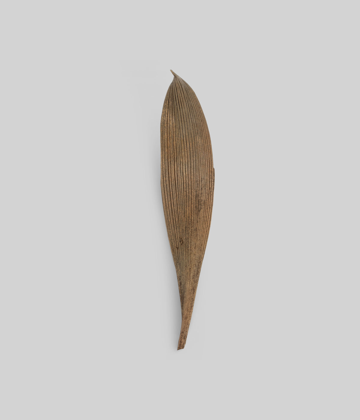 Dried brown palm paddles with elongated form and ribbed texture on gray background