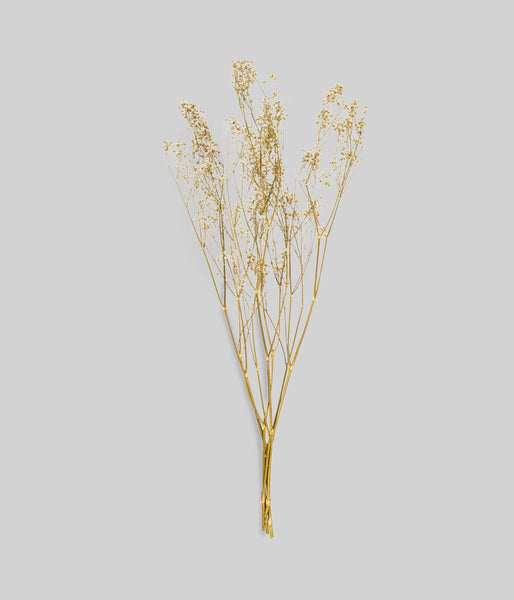 Dried White Gypsophila | Delicate Baby's Breath Bunch