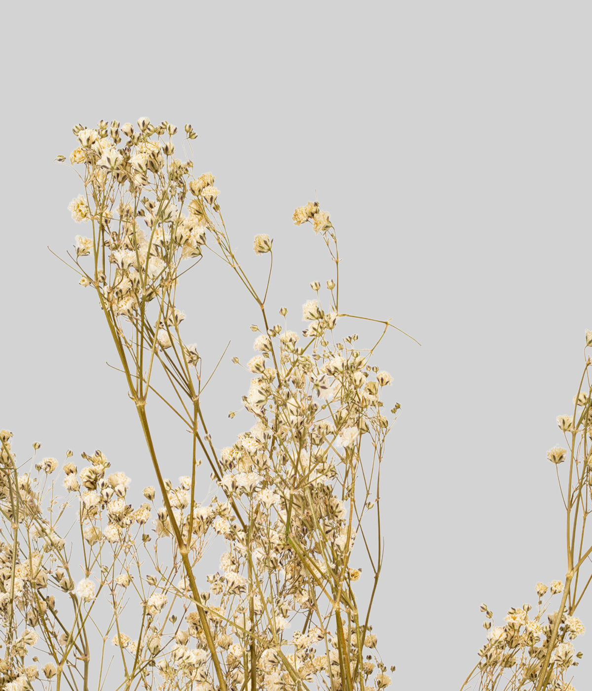 Close-up of dried white gypsophila flowers showing delicate white blooms and natural branching