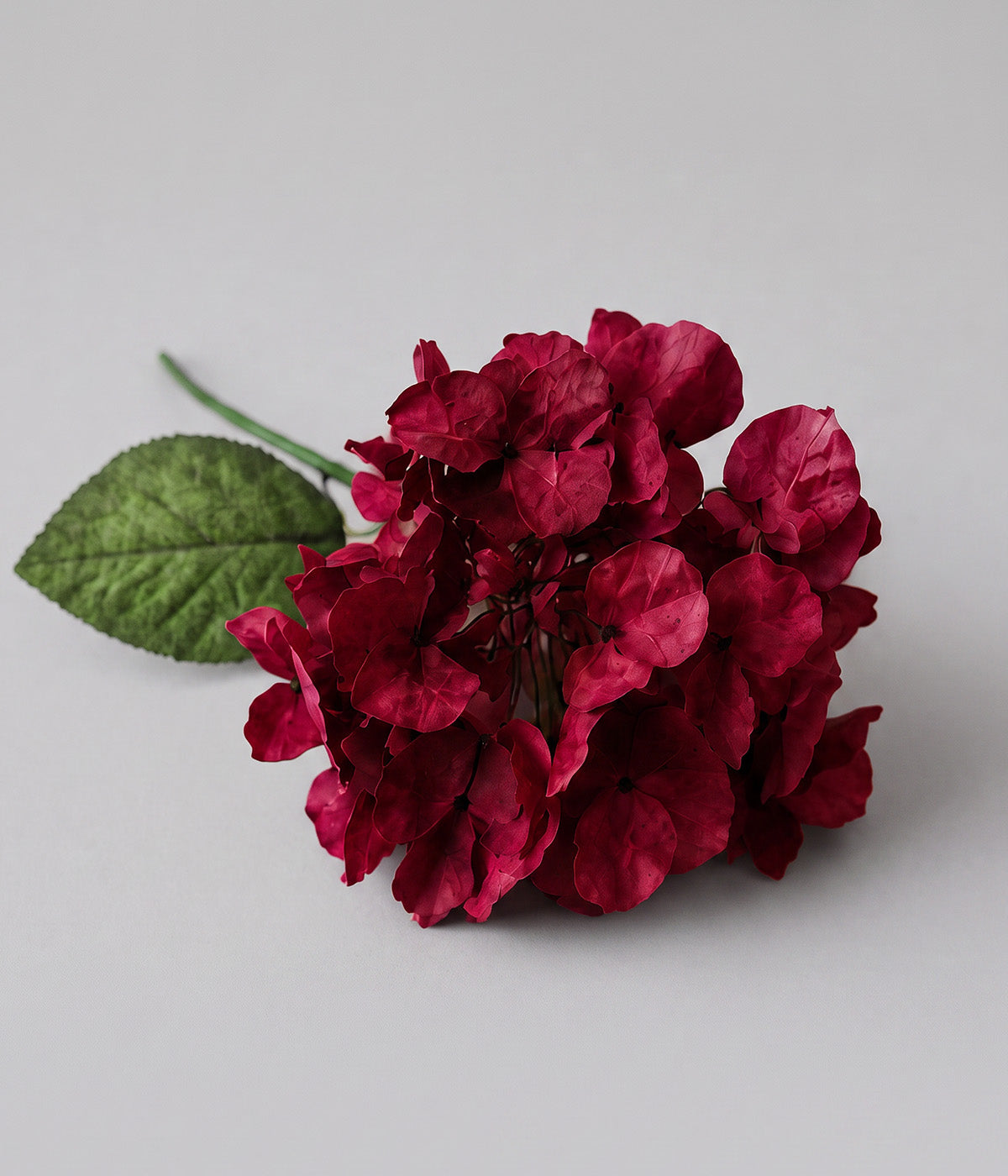 Close-up of Nightfall paper hydrangea showing layered burgundy florets and textured green leaves