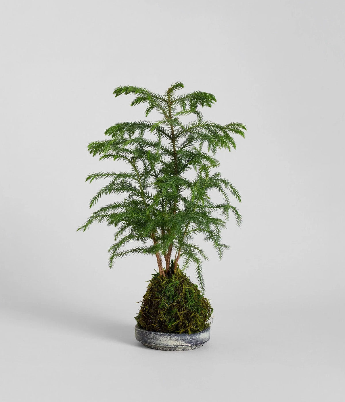 Norfolk Pine Kokedama