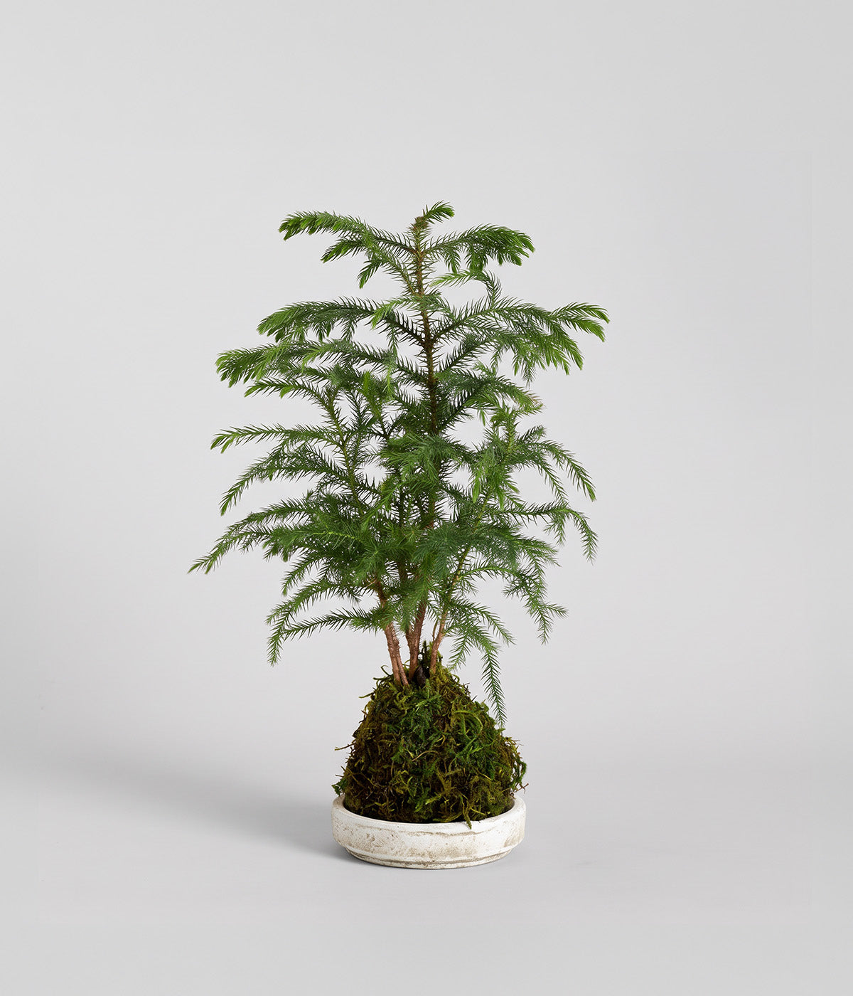 Norfolk Pine Kokedama