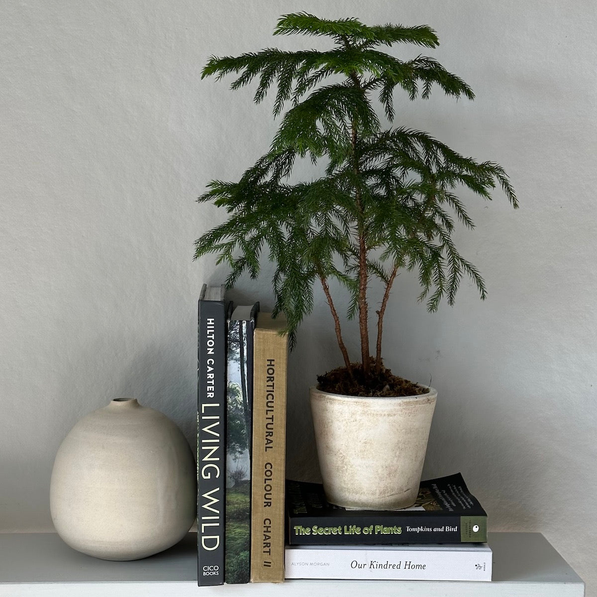 plant house norfolk Potted Norfolk Pine