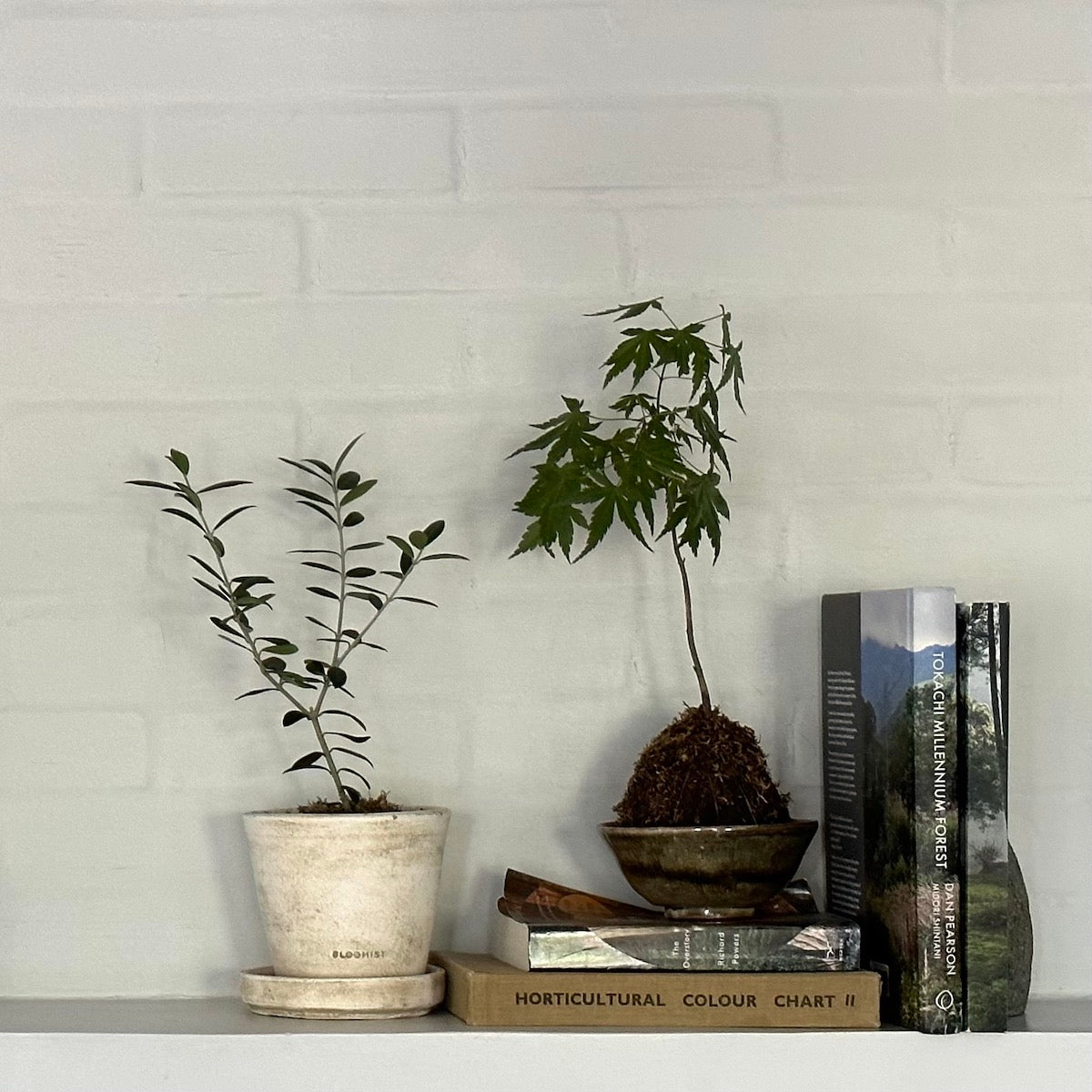 olive tree potted plant Olive Tree, Potted
