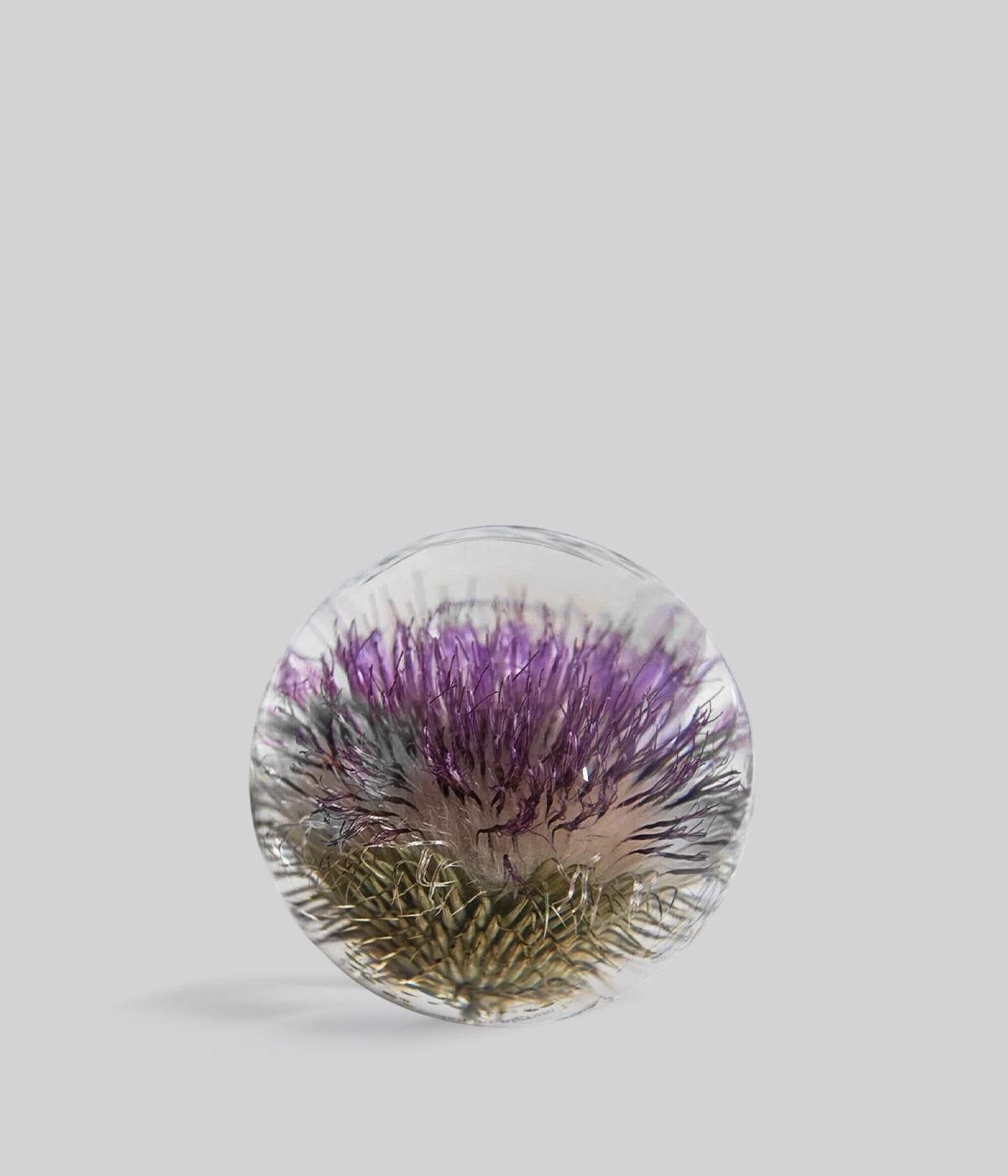 Botanical glass paperweight with a preserved purple thistle flower encased inside, displayed against a light grey background.