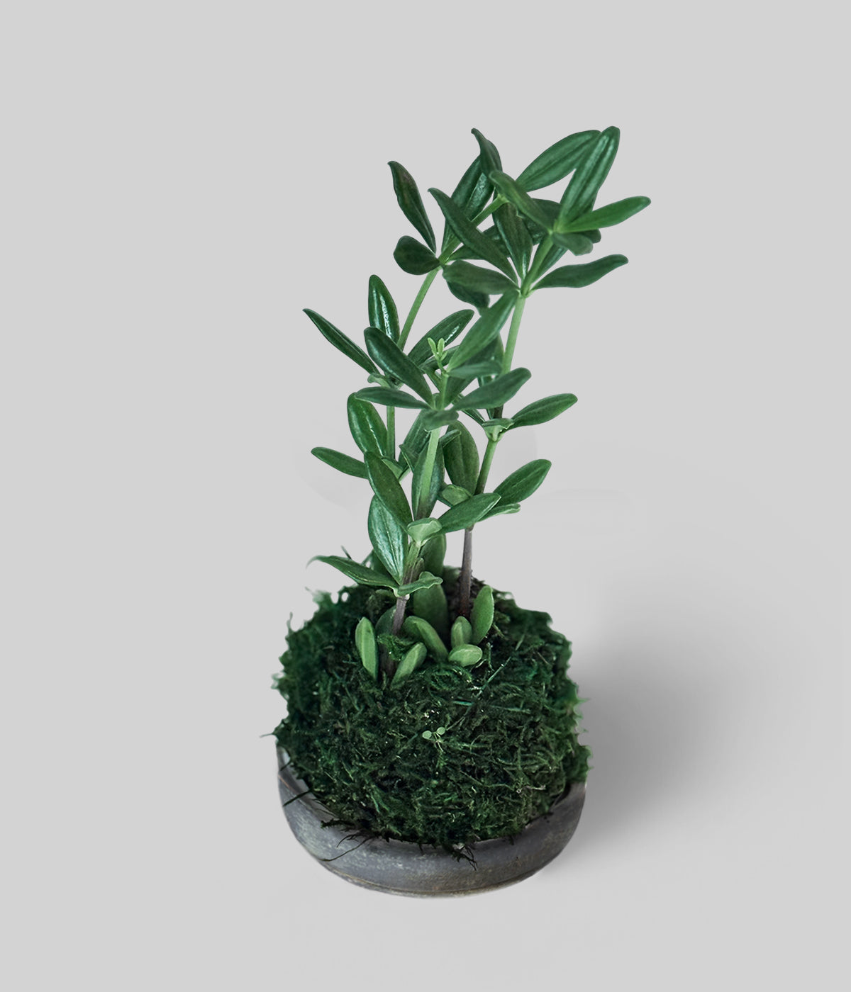 Peperomia Kimnachii Kokedama