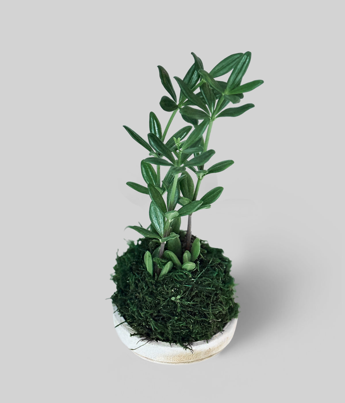 Peperomia Kimnachii Kokedama - Thumbnail 2