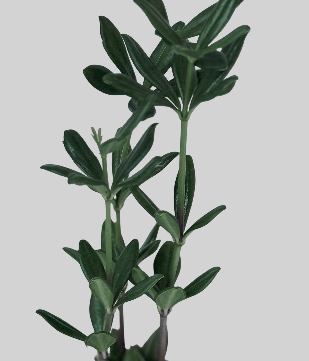 Peperomia Kimnachii Kokedama