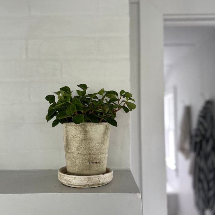 Peperomia 'Glabella', Potted - Bloomist