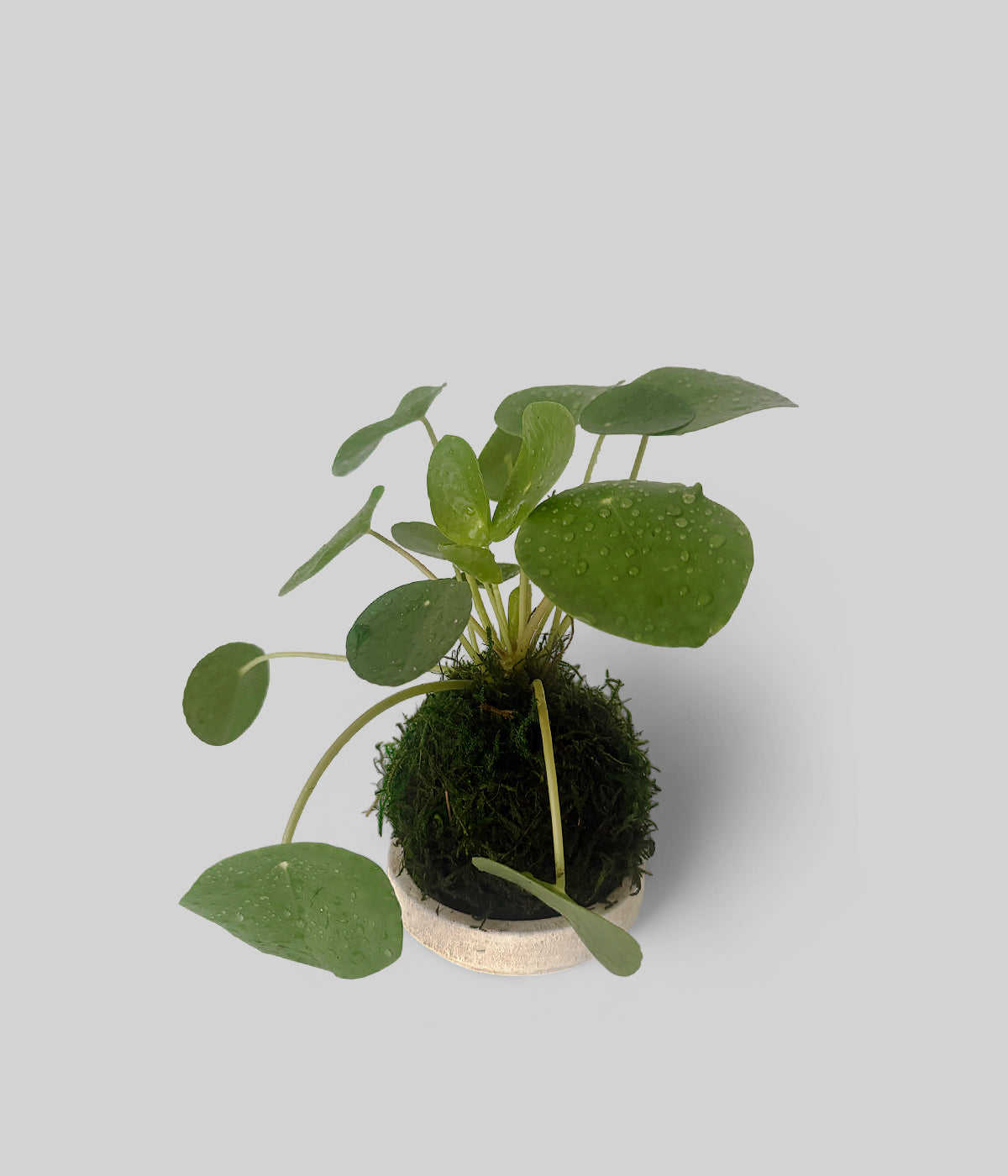 chinese money plant stem Pilea Peperomioides Kokedama