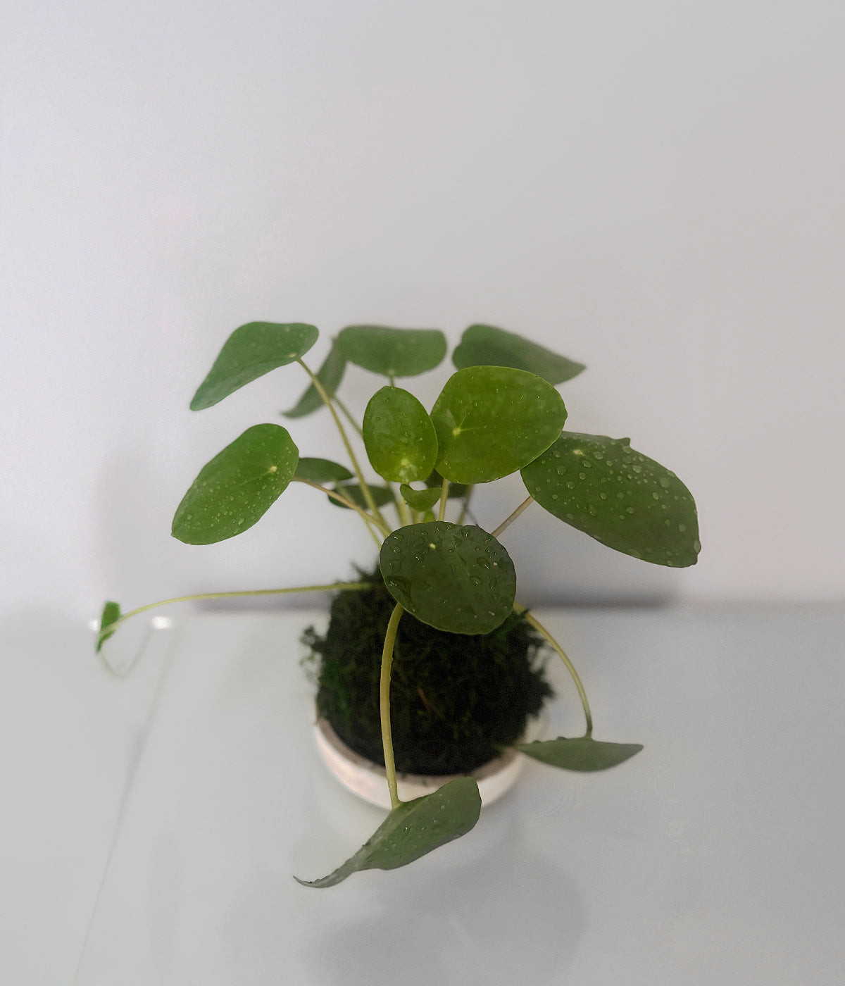 ikea chinese money plant Pilea Peperomioides Kokedama