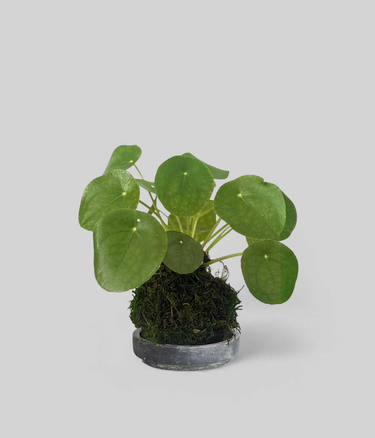 where to buy chinese money plant Pilea Peperomioides Kokedama