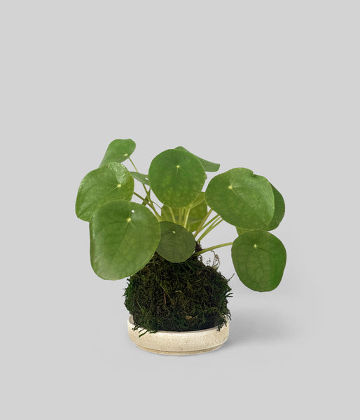 ikea chinese money plant Pilea Peperomioides Kokedama