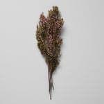 Dried Pink Heather - Bloomist